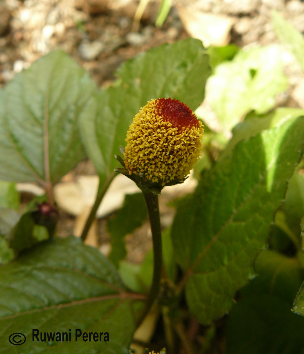 Acmella oleracea (L.) R.K.Jansen